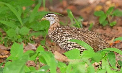 Double-spurred Francolin / Barbijse frankolijn