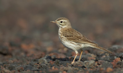 Berthelot's pipit / Berthelots pieper