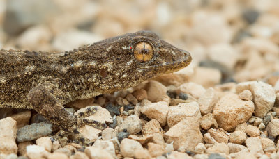 East Canary gecko / Oost-Canarische gekko