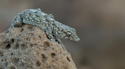 Tenerife gecko / Delalandes Gekko