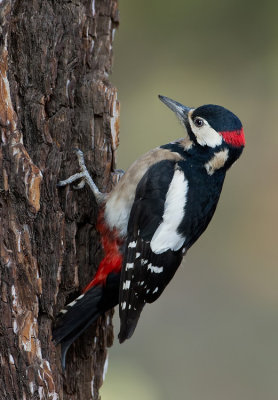 Great Spotted Woodpecker ssp. canariensis / Grote bonte specht ssp. canariensis
