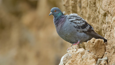 Rock pigeon / Rotsduif