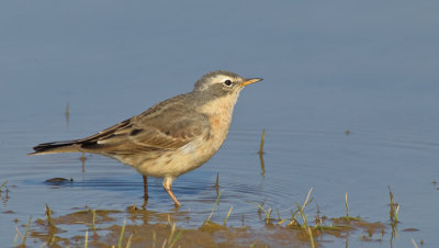 Water Pipit / Waterpieper
