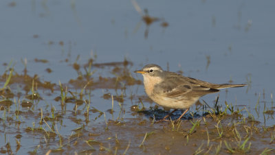 Water Pipit / Waterpieper