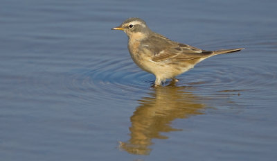 Water Pipit / Waterpieper