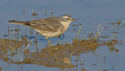 Water Pipit / Waterpieper