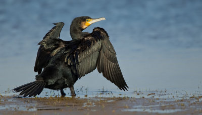 Great cormorant / Aalscholver