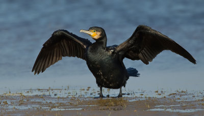 Great cormorant / Aalscholver