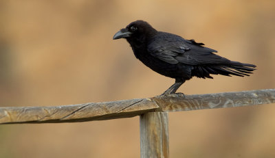 Canary island raven / Raaf (Ssp: Corvus corax tingitanus)