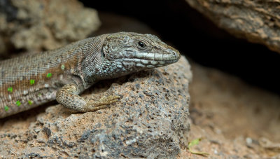 Atlantic lizard / Oost-Canarische Hagedis