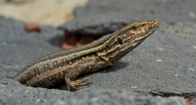Western Canaries lizard / Canarische hagedis