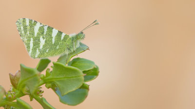 Fuerteventura Green Striped White / Euchloe hesperidum