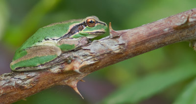 Mediterranean tree frog / Mediterrane boomkikker