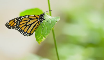 Monarch butterfly / Monarchvlinder 