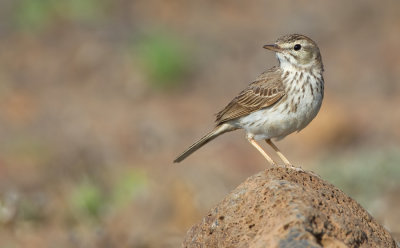 Berthelot's pipit / Berthelots pieper