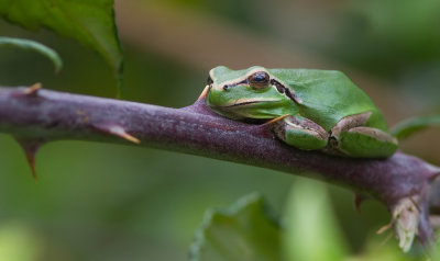 Mediterranean tree frog / Mediterrane boomkikker 