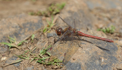 Island Darter / Eilandheidelibel