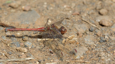 Island Darter / Eilandheidelibel