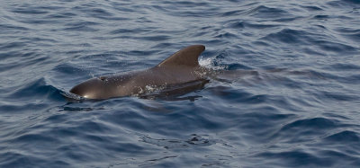 Short-finned pilot whale / Indische griend