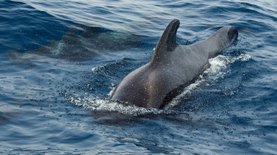 Short-finned pilot whale / Indische griend