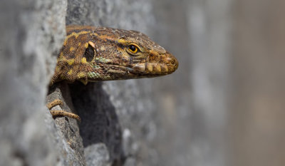 Western Canaries lizard / Canarische hagedis
