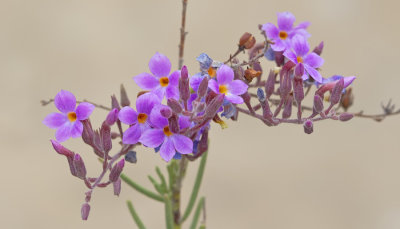 Campylanthus salsoloides