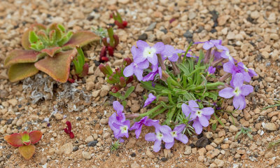 Matthiola fruticulosa var. bolleana