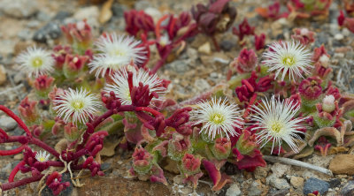 Crystalline Ice Plant / IJsplantje