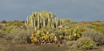 Euphorbia canariensis