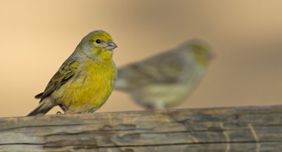 Atlantic canary / Kanarie 