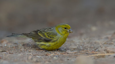 Atlantic canary / Kanarie
