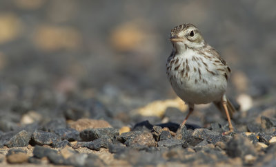 Berthelot's pipit / Berthelots pieper