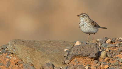 Berthelot's pipit / Berthelots pieper