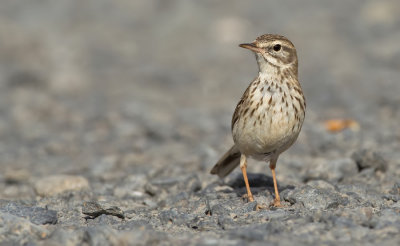 Berthelot's pipit / Berthelots pieper