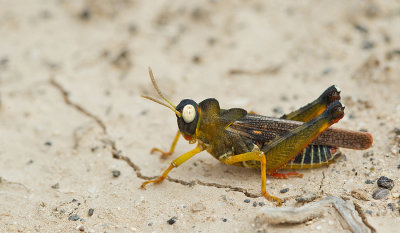 Dericorys lobata luteipes 