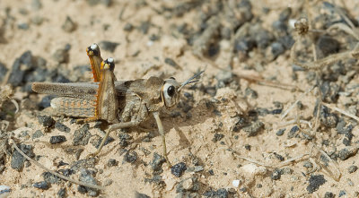 Dericorys lobata luteipes 