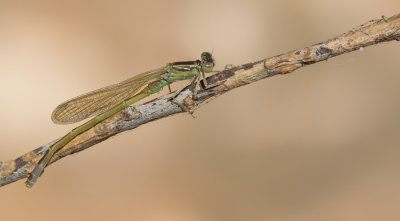 Sahara Bluetail / Sahara Lantaarntje 