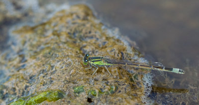 Sahara Bluetail / Sahara Lantaarntje 