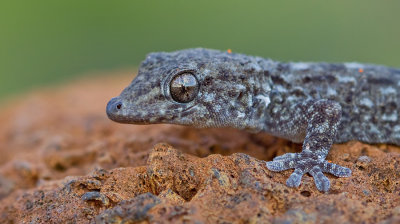 Tenerife gecko / Delalandes Gekko