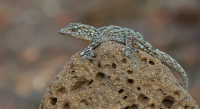 Tenerife gecko / Delalandes Gekko