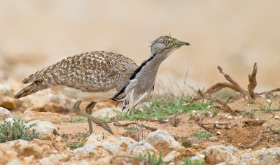 Canarian Houbara Bustard / Westelijke kraagtrap ssp: fuertaventurae