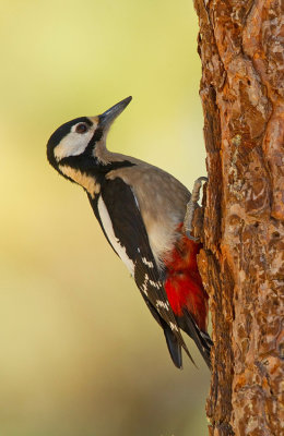 Great Spotted Woodpecker ssp. canariensis / Grote bonte specht ssp. canariensis 