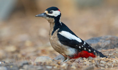 Great Spotted Woodpecker ssp. canariensis / Grote bonte specht ssp. canariensis 