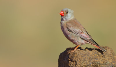 Trumpeter finch / Woestijnvink