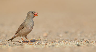 Trumpeter finch / Woestijnvink