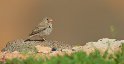 Trumpeter finch / Woestijnvink