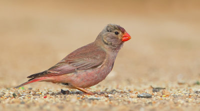 Trumpeter finch / Woestijnvink