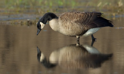 Canada Goose / Canadese gans
