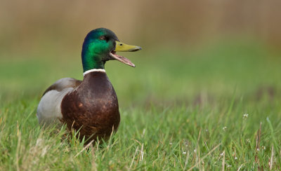 Mallard / Wilde eend