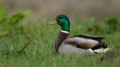 Mallard / Wilde eend